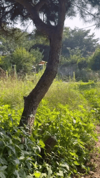 풀숲을 헤치고 뛰어나오는 사랑스러운 두 존재들. 이쁜이와 보리. 간절히 바라본다. 다가올 겨울이 춥지 않기를, 봄엔 따뜻하기를, 지금까지의 삶이 다는 아니란 걸 알려줄, 다정한 가족들이 생기기를./사진=혜민씨 제공