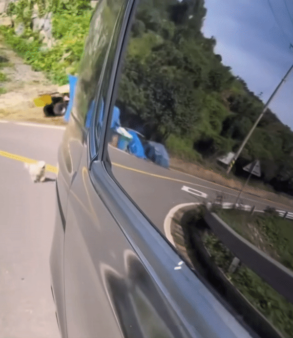 최근 한 유튜버가 낚시 여행을 갔다가 만난 강아지를 입양한 사연을 전했다. 이 강아지는 유튜버가 차를 타고 떠나자 수백여 미터를 질주해 쫓아왔고, 이를 본 유튜버는 결국 강아지를 입양하기로 결심했다. 영상은 차량을 따라오는 강아지의 모습. /영상 유튜브 채널 '뽀끼와 뽀순이' 갈무리 