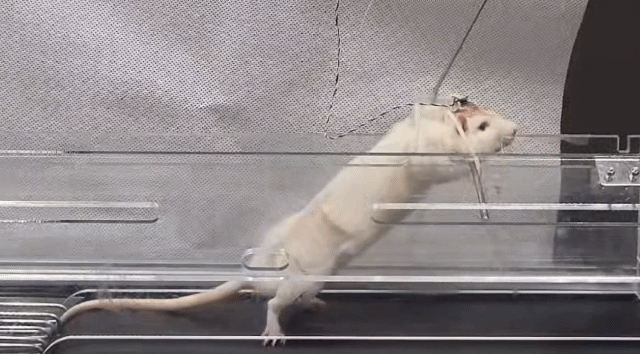 하반신 마비로 다리를 끌던 쥐에 전도성 하이드로젤을 주사하자 한 발씩 걷는 모습. / 영상=기초과학연구원(IBS)