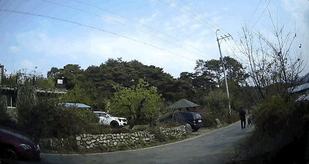 경북 성주에서 60대 남성이 개에 물려 다리를 다치고 손가락이 절단되는 사고를 당했다. /영상=뉴스1