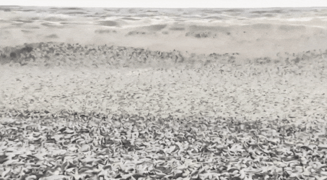 홋카이도 남부 하코다테시 해안에 떼죽음 당한 물고기 사체가 파도에 떠밀려 오고 있다. /영상=AP=뉴시스