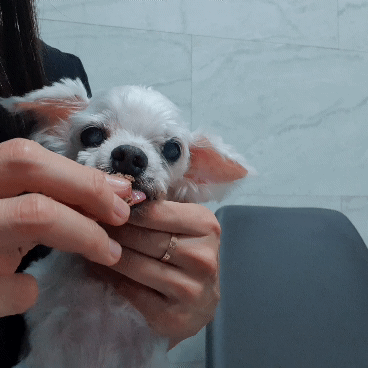 스무살 똘이가 떠나기 전 '마지막 식사'였단다. /사진=독자 제공