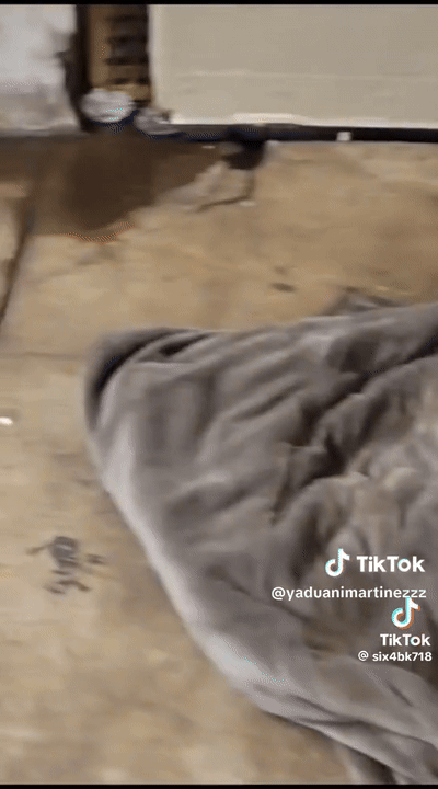 미국 뉴욕의 지하철에서 쥐 떼가 목격돼 충격을 주고 있다. /영상=틱톡 계정 'six4bk718'