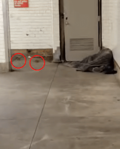 미국 뉴욕의 지하철역에서 쥐떼가 목격됐다./영상=틱톡