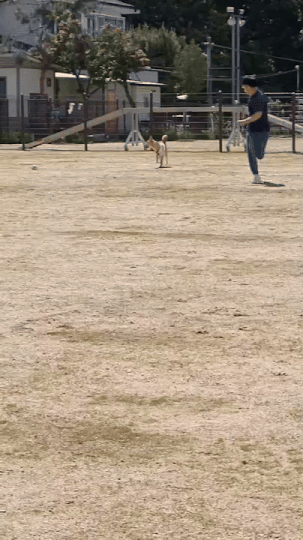 홀로 쓸 수 있는 반려견 운동장을 빌리면, 홍삼이는 이리 신나서 뛰어다닌다./사진=홍삼이 보호자님