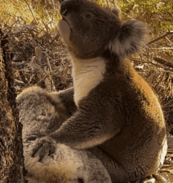 호주에서 죽은 암컷을 끌어안은 채 우는 수컷 코알라의 모습. /영상=코알라 레스큐 페이스북 