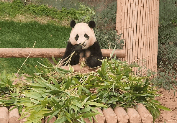 29일 낮 경기 용인시 에버랜드 판다월드. 푸바오가 대나무를 먹고 있다. /김미루 기자