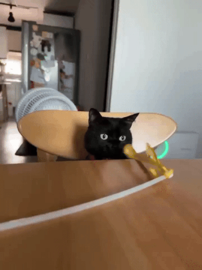 즐겁게 테이블에서 노는 용식이./사진=용식이 보호자님