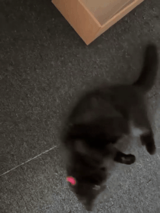 바닥에서 부비부비하는 용식이. /사진=용식이 보호자님