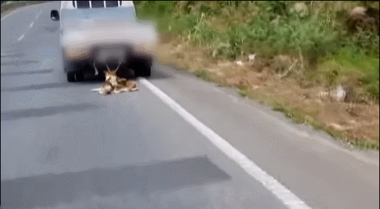 시베리아 라이카 하다(4)는 1톤(t) 트럭 뒤에 목이 줄에 묶인 채 달려가다가 구조돼 2년 전 이상미씨에게 입양됐다. /영상=독자제공