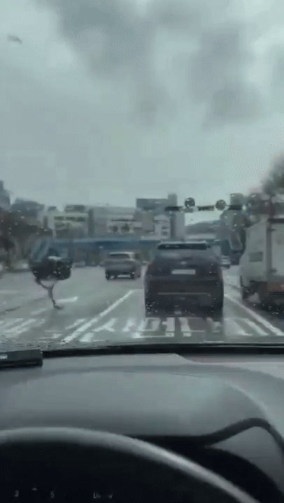 26일 오전 9시 30분쯤 성남시 중원구에서 탈출한 도로를 달리는 소동이 벌어졌다. /사진=SNS(소셜네트워크서비스) 캡처 