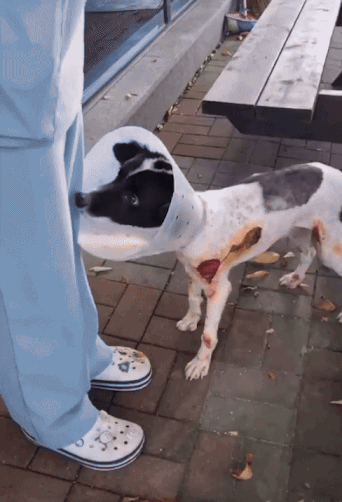 이리 자신을 아프게 한 게 사람인데도, 여전히 사람이 좋다고 꼬릴 흔들고 반기고 있었다./사진=가온이 임보자, 장신재 핌피바이러스 대표