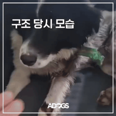 가온이 구조 당시 모습. 김제 시보호소 유기견 구조 단체 '어독스'에서 가온이를 구하고, 입양갈 때까지 모든 과정을 함께했다./사진=어독스 제공