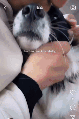 한국에서의 마지막 날. 불안해하는 녀석을 손가락으로 쓰담쓰담해주었다./사진=가온이 임보자, 장신재 핌피바이러스 대표