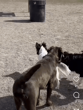 캐나다에 도착한 가온이. 여기엔 가온이 에너지를 받아줄 개 친구들이 많아서 행복하다./사진=가온이 임보자, 장신재 핌피바이러스 대표