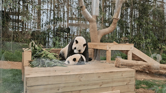 이날 푸바오의 동생인 아이바오와 후이바오를 보기 위해 평일임에도 불구하고 수많은 방문객들이 줄을 서 있었다. 지난 3일 중국으로 돌아간 푸바오의 빈자리를 후이·루이바오가 채우고 있는 것이다. 수십분을 기다려 입장하면 푸바오의 엄마, 아빠인 아이바오·러바오와 루이·후이바오가 기다리고 있다./사진=김온유 기자