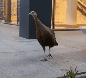 뉴욕 맨해튼 길거리에서 목격된 야생 칠면조. /영상=트위터 @BirdCentralPark