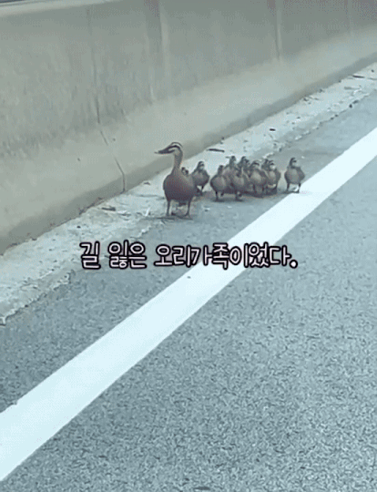 차가 오는 걸 보고 놀라서 가장자리에 다닥다닥 붙어 있던, 엄마와 아기오리들. 엄마 오리는 주변을 두리번거리며 어쩔줄 모르는 모습이었다./사진=화지씨 제공