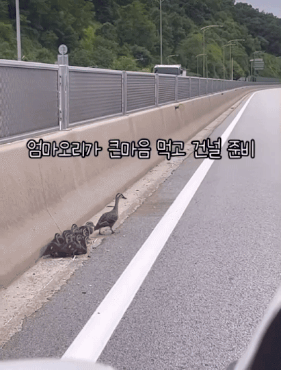 화지씨가 차량을 멈추고 기다려주자, 엄마 오리가 결심한듯 아기 오리들을 데리고 뒤뚱뒤뚱 차도를 건너는 모습. 2차선에 차가 달려오고 있어 위험했다./사진=화지씨 제공