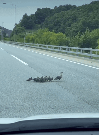 차가 없을 때, 재빨리 비상등을 켜며 2차선에 천천히 진입해 오리가족이 치이지 않게 막아준 화지씨. 다행이라며 너무 안도했다고./사진=화지씨 제공