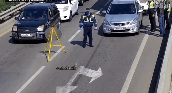 러시아에서 오리 가족이 차도를 건널 수 있게, 경찰이 차들을 막고 에스코트해주는 모습./사진=가디언 유튜브