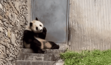 중국에 반환된 자이언트판다 '푸바오'의 야외 방사장에 한 관람객이 카메라 부품으로 추정되는 물체를 떨어트려 관람이 잠시 중단되는 일이 발생했다. /영상=웨이보