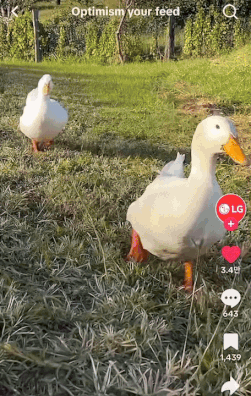 흰 오리 두 마리가 뒤뚱뒤뚱 걷는 영상. LG전자가 만든 '플레이리스트' 중 처음 나오는 (중독성 강한) 영상이다. 어쩐지 기분이 좋아진다./사진=LG 플레이리스트 '소셜미디어, 미소로 채우다(Optimism your feed)' 중