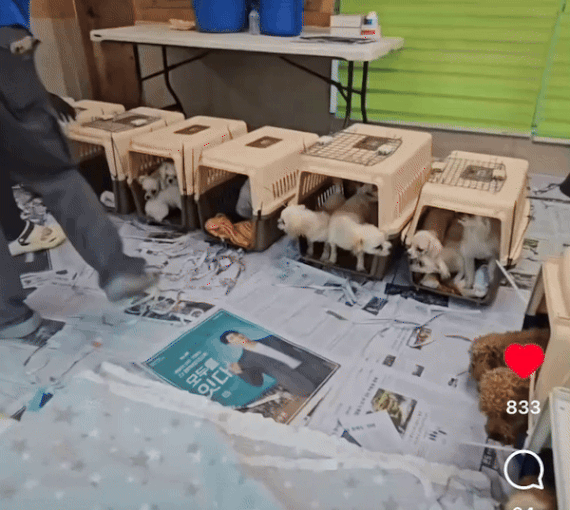 뚫린 바닥에 빠질 걱정 없이, 편히 땅을 밟는 것만으로도 이리 좋아서. 얼마나 맘이 아프던지./사진=코리안독스 인스타그램(@kdsrescue)