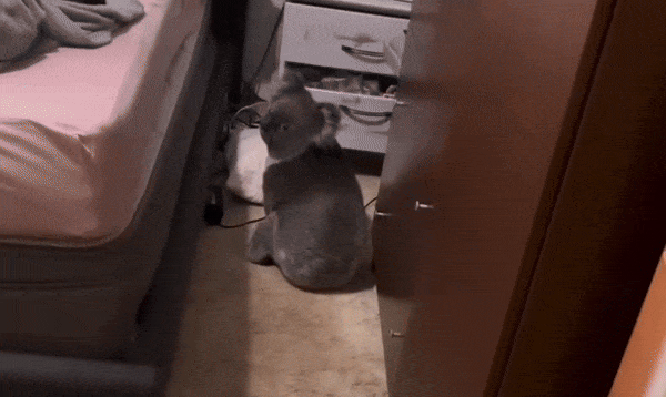 13일(현지시간) 호주 남부 애들레이드에 사는 프랜 디아스 루피노의 안방에 야생 코알라가 침입했다. /사진=틱톡 @frandiasrufino