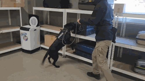 지난 23일 대전 유성구 경찰견종합훈련센터 인지박스. 마약탐지견 '아미고'가 300개가 넘는 캐리어 중에서 마약이 든 캐리어를 찾고 있는 모습. /영상=김미루 기자.