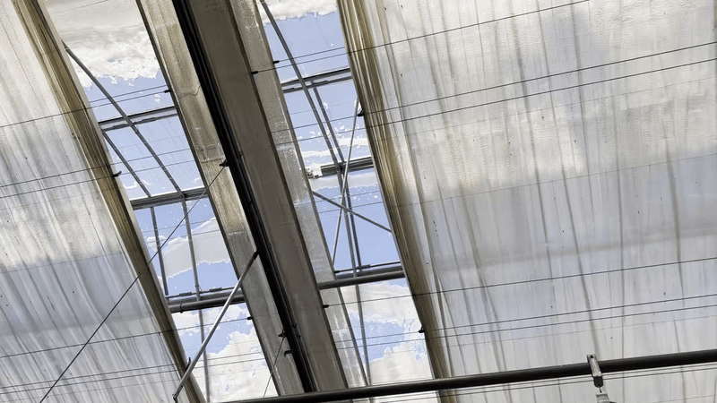 지난 6일 방문한 전북 부안군에 위치한 설향 딸기 스마트팜 농가. 일조량이 부족해지자 자동으로 천장에 달린 양막커튼이 열리는 모습. /영상=하수민기자 