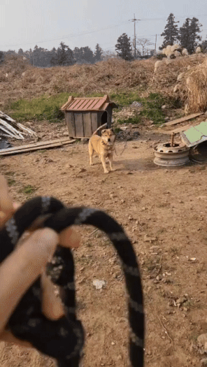 다복이는 산책을 좋아한 뒤 높이뛰기 선수가 되었다./사진=그리 될 수 있게 기다려 준 유재연 소설가