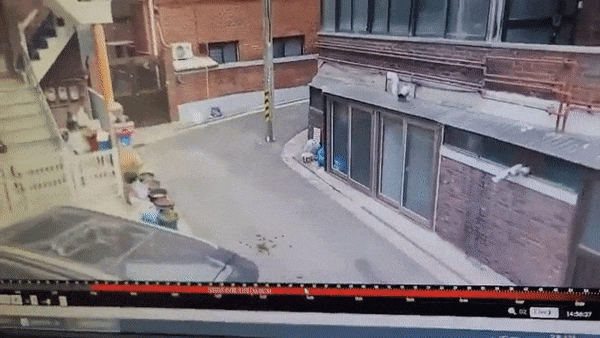 4살 수컷 그랜트 얼룩말 '세로'가 2023년 3월 23일 서울 광진구 서울어린이대공원을 탈출해 인근 주택가와 도로 등을 3시간 활보한 끝에 생포됐다. /영상=온라인 커뮤니티