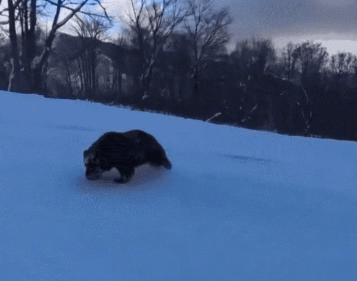일본 나가노 지역의 한 스키장에 곰이 출몰한 모습. 곰이 스노보드 타는 사람을 뒤쫓아 가고 있다. /사진=SNS 갈무리