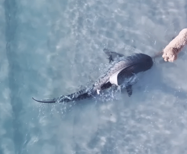 호주 퍼스 바다에서 헤엄치던 상어와 강아지가 코앞에서 마주치는 장면이 포착됐다. 둘은 서로 놀라 빠르게 돌아섰다. /영상=드론 사진 작가 렉소 아벨레이라 인스타그램 