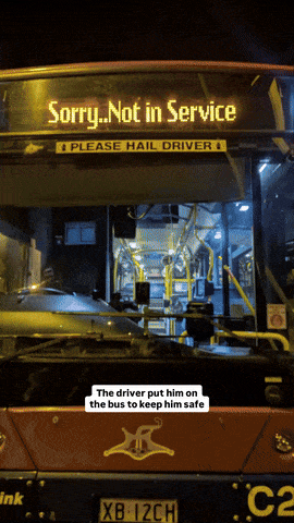 호주 퀸즐랜드주 브리즈번의 한 도로 옆 가로등에 매달려 있던 코알라가 한 버스기사 덕분에 목숨을 구한 사연이 전해졌다. /사진=브리즈번 남부 코알라 구조협회 인스타그램