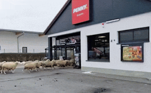 양 50여 마리가 갑자기 독일의 한 슈퍼마켓에 들이닥쳐 20분간 머무르다 나가는 사건이 발생했다./사진=독일 동부 헤센 뉴스