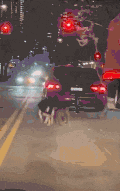 미국 롱아일랜드시티 한 도로에서 지난 4일 포착된 모습. 한 자동차 뒤에 셰퍼드 한 마리와 핏불 한 마리가 묶인 채 끌려가고 있다. /사진=뉴시스(SNS 캡처)