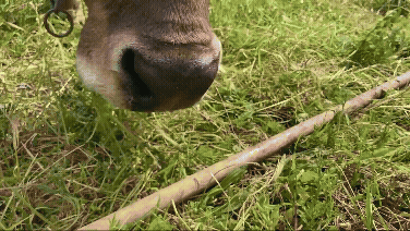 입으로 브러시를 집어 들어 가려운 등을 스스로 긁고 있는 암소 '베로니카' 모습./사진=커런트 바이올로지