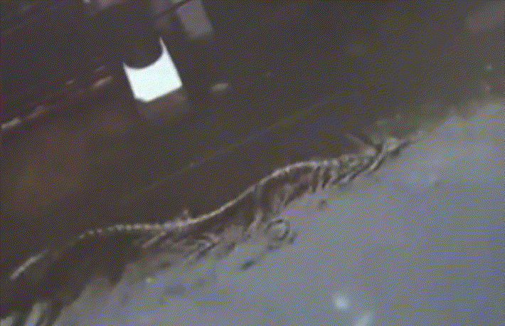 사진=SNS 갈무리