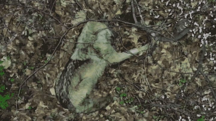 대전 오월드 인근 야산에서 잠을 청하고 있는 늑구의 모습. /영상=뉴시스