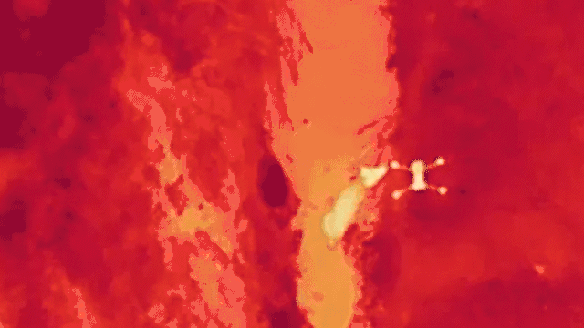 마취약이 퍼진 듯 이동을 멈추고 수로에 주저앉은 늑구. /영상=뉴시스