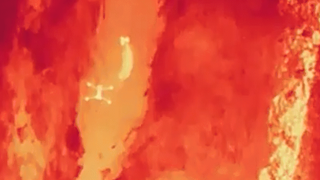 수의사가 쏜 마취총에 맞고 비탈진 수로 아래로 빠진 늑구가 휘청거리며 느리게 이동하는 모습. /영상=뉴시스