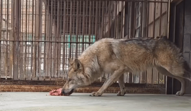 대전 오월드에서 탈출했다가 열흘 만에 포획된 두 살 수컷 늑대 '늑구' 모습. /사진=대전 오월드 SNS 갈무리