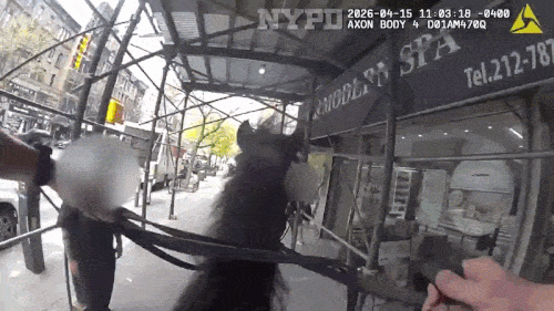 지난 15일 오전 11시쯤 뉴욕 맨허튼 어퍼웨스트사이드 72번가와 콜럼버스 애비뉴 인근에서 절도 사건이 발생하자 경찰은 신고를 접수한 후 말 '켈리'를 타고 추격에 나섰다. /영상=뉴욕타임스(NYT)