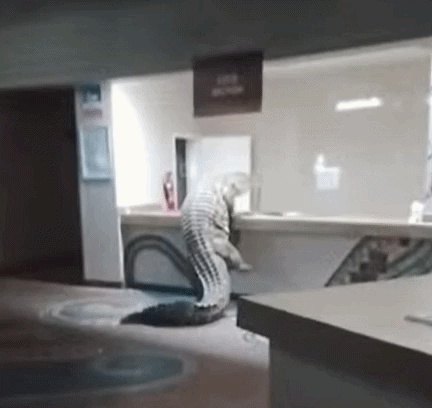 아프리카 짐바브웨 인근에 있는 호텔에 악어가 나타났다. /영상=A'Zambezi River Lodge 호텔 페이스북 갈무리