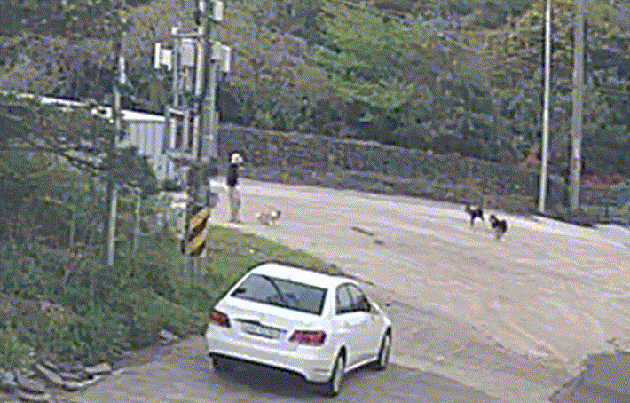 지난달 21일 오전 8시쯤 반려견 두부와 함께 산책 중이던 A씨는 어디선가 나타난 사냥개들의 공격을 받았다/사진=A씨 제공