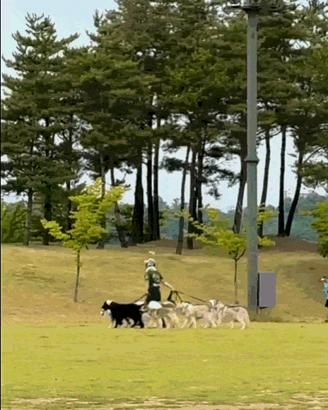 SNS 스레드에 공개된 대형견 산책 영상. 한 누리꾼은 하남 미사 한강공원에서 이같은 장면을 목격했다고 밝혔다. /사진=스레드 캡처