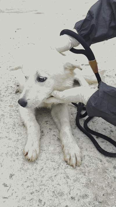 곧 안락사 될 거란 사실도 모른 채 뽀뽀하고 애교를 부리는 모습이 안쓰러워 이현진 터미널쉼터 소장은 눈물이 났다고 했다./사진=터미널쉼터