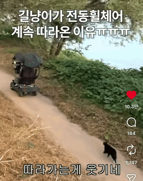 할아버지가 탄 전동휠체어를 졸졸 따라가는 까만 길고양이./사진=인스타그램(@mejooandcats)